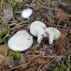 Leucopaxillus paradoxus