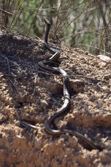 Masticophis lateralis lateralis