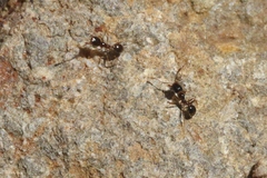 Pheidole californica