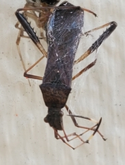 Megalotomus