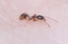 Pheidole californica