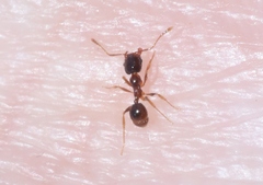 Pheidole californica