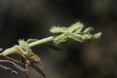 Pectocarya linearis ferocula