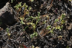 Pectocarya linearis ferocula