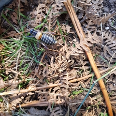 Lluciapomaresius stalii