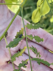 Eudiagogus