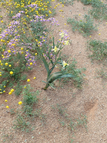 Image of Moraea schlechteri by no rights reserved