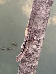 Anolis sagrei