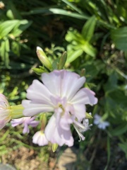 Silene × hampeana