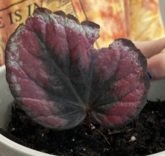 Begonia rex-cultorum