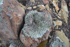 Xanthoparmelia incerta