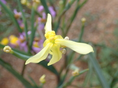 Moraea schlechteri
