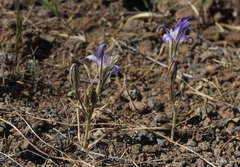 Brodiaea jolonensis