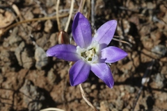 Brodiaea jolonensis