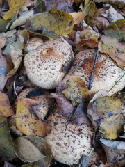Pholiota squarrosa