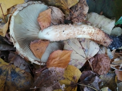Pholiota squarrosa