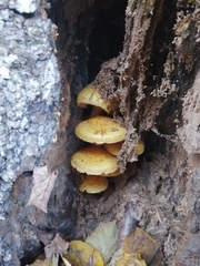 Pholiota squarrosa