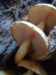 Pholiota squarrosa