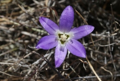 Brodiaea jolonensis