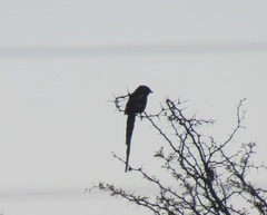 Lanius melanoleucus melanoleucus