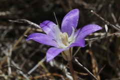 Brodiaea jolonensis