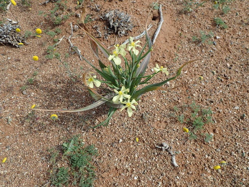 Image of Moraea schlechteri by no rights reserved