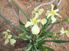 Moraea schlechteri