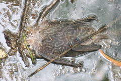 Pterygoplichthys