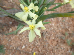 Moraea schlechteri