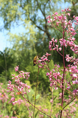 Apocynum venetum