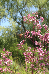 Apocynum venetum
