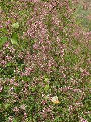 Apocynum venetum