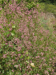 Apocynum venetum