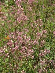 Apocynum venetum