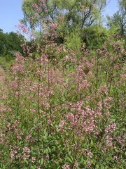 Apocynum venetum