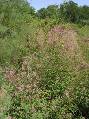 Apocynum venetum