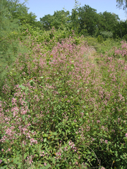 Apocynum venetum