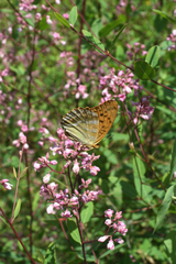 Apocynum venetum