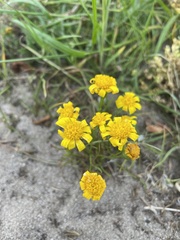 Steirodiscus tagetes
