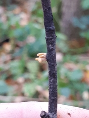 Macrotyphula contorta