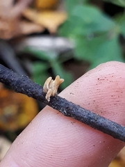 Macrotyphula contorta