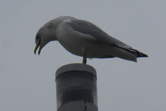 Larus delawarensis