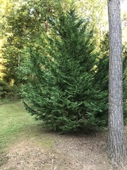 Cupressus × leylandii