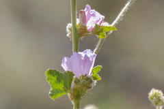 Malacothamnus densiflorus