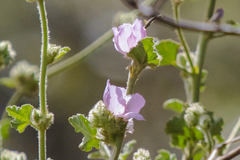 Malacothamnus densiflorus
