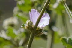 Malacothamnus densiflorus