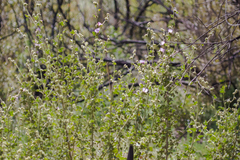 Malacothamnus densiflorus