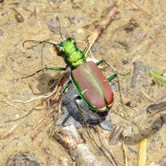 Cicindela splendida