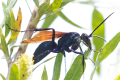 Pepsis pallidolimbata