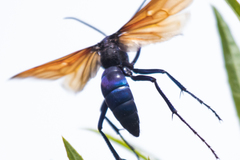 Pepsis pallidolimbata